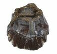 Ankylosaurus Tooth With Little Wear - Montana #51045-1